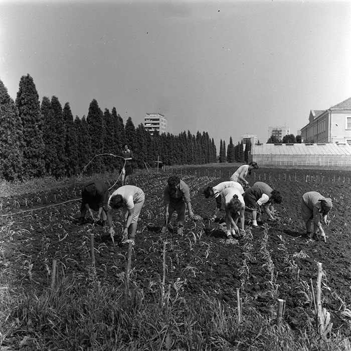 minerva_1987_c2_c10r3_002