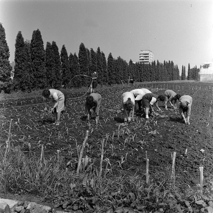 minerva_1987_c2_c10r3_003