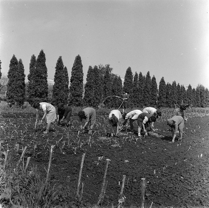 minerva_1987_c2_c10r3_004