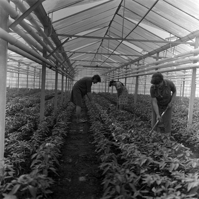 minerva_1987_c2_c10r3_005