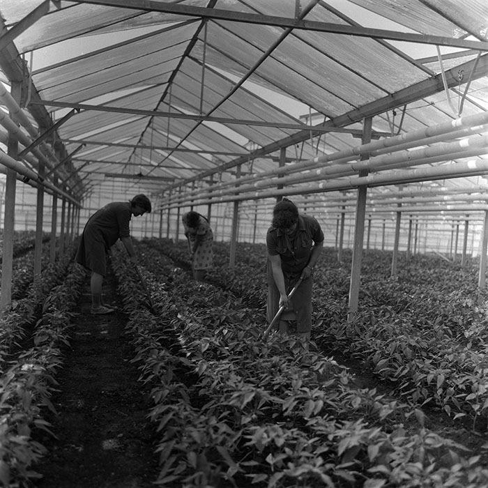 minerva_1987_c2_c10r3_006