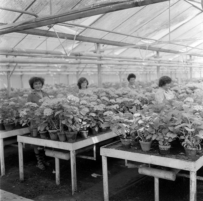 minerva_1987_c2_c10r3_007