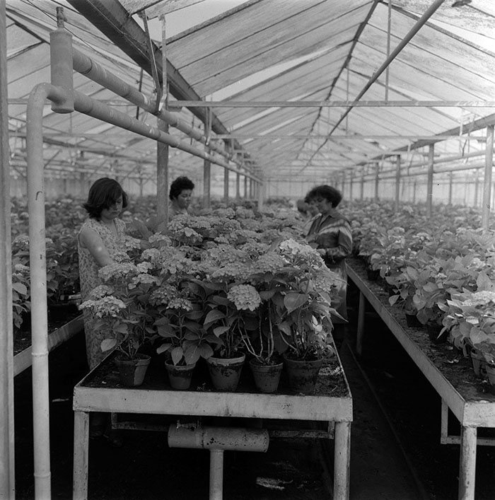 minerva_1987_c2_c10r3_008