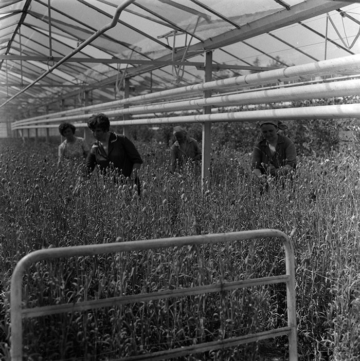 minerva_1987_c2_c10r3_009