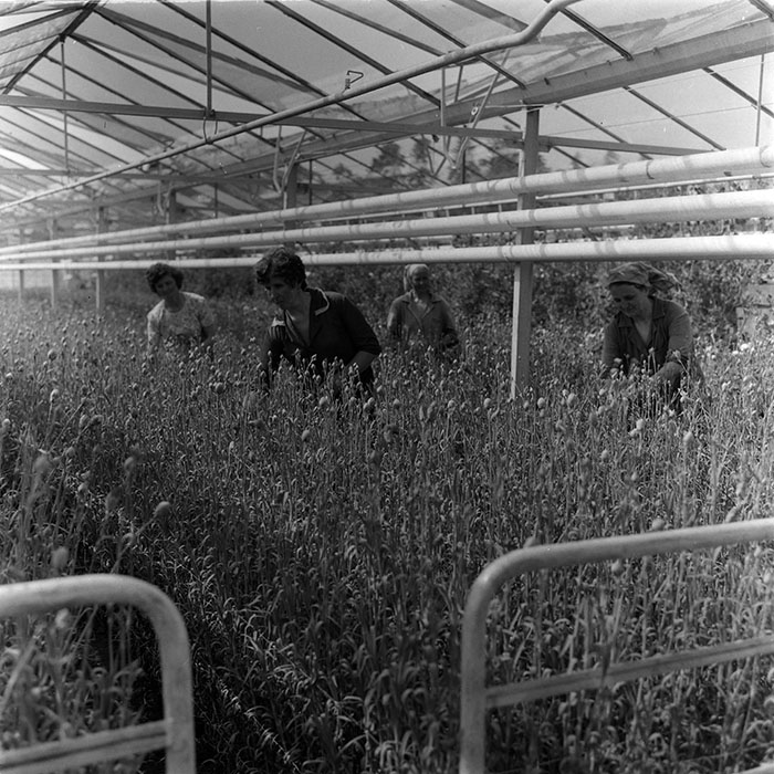 minerva_1987_c2_c10r3_010