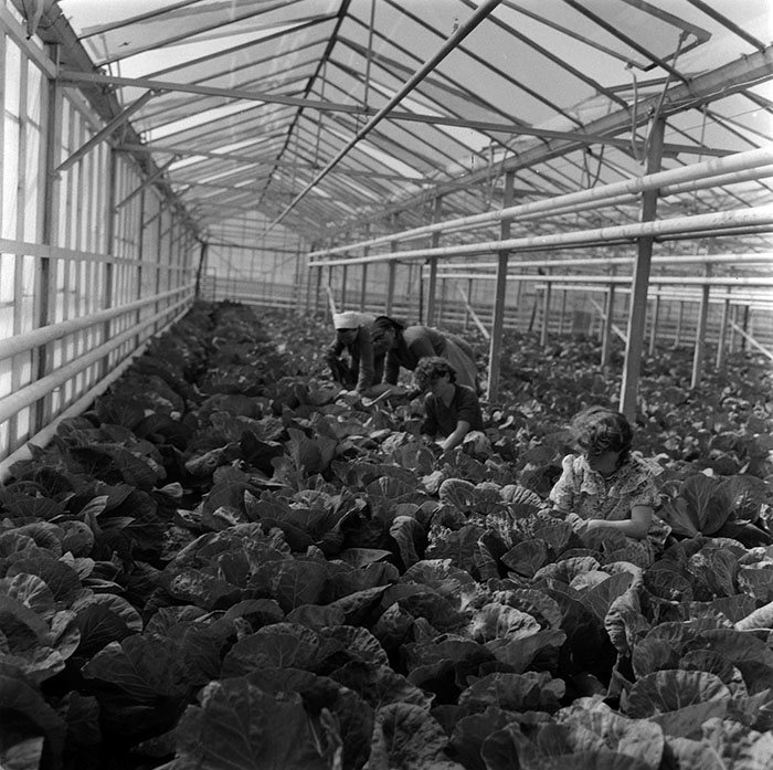 minerva_1987_c2_c10r3_011