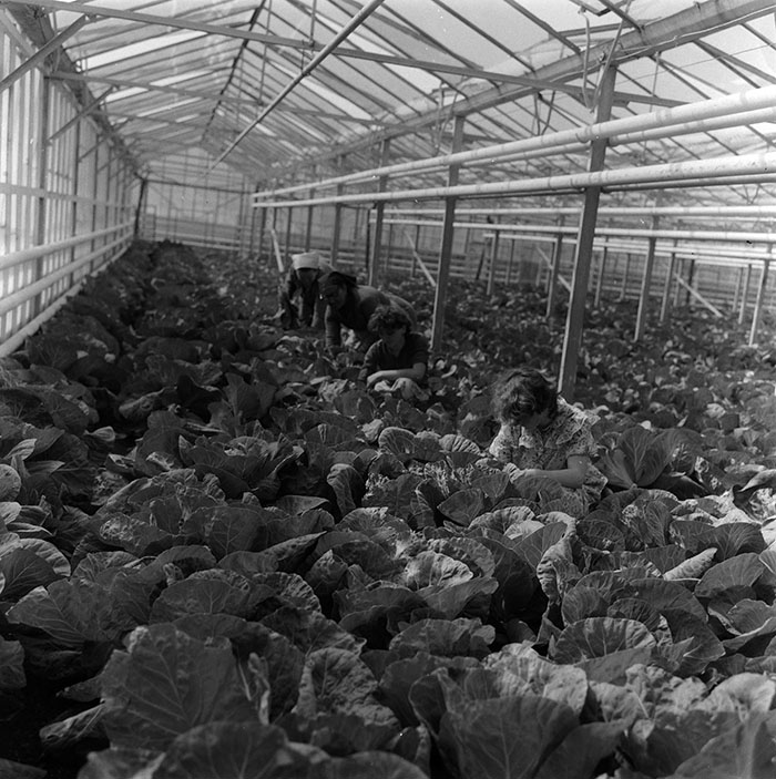 minerva_1987_c2_c10r3_012