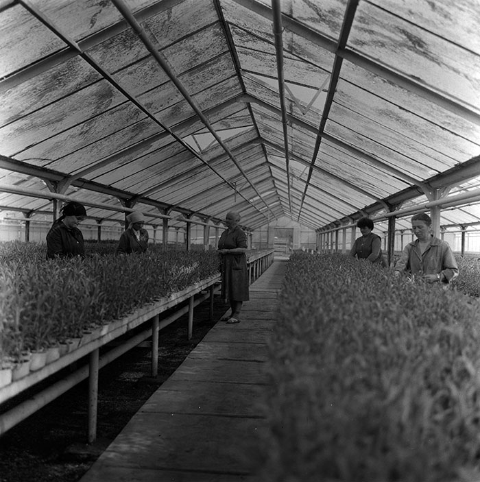 minerva_1987_c2_c10r3_014