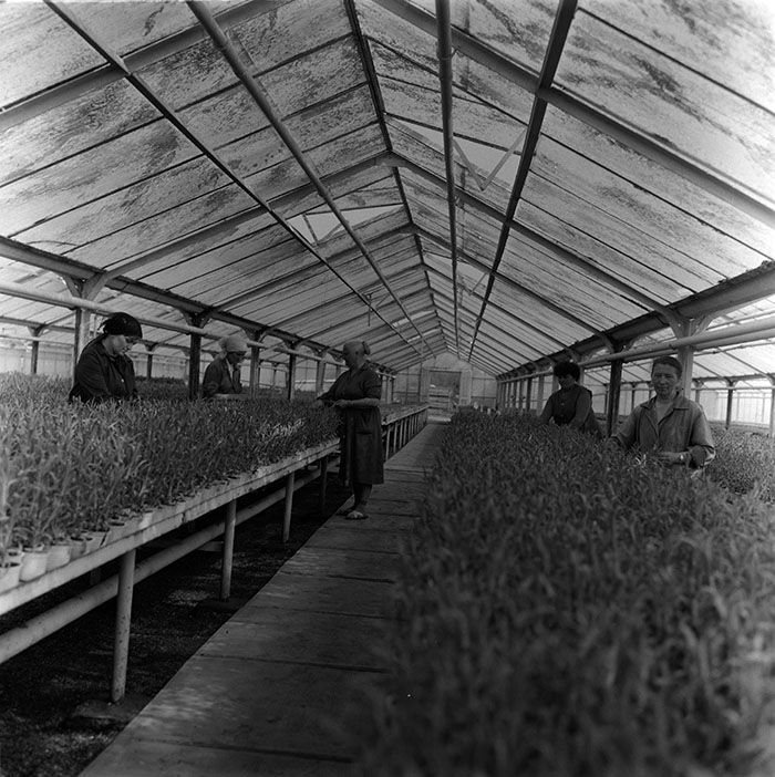 minerva_1987_c2_c10r3_015