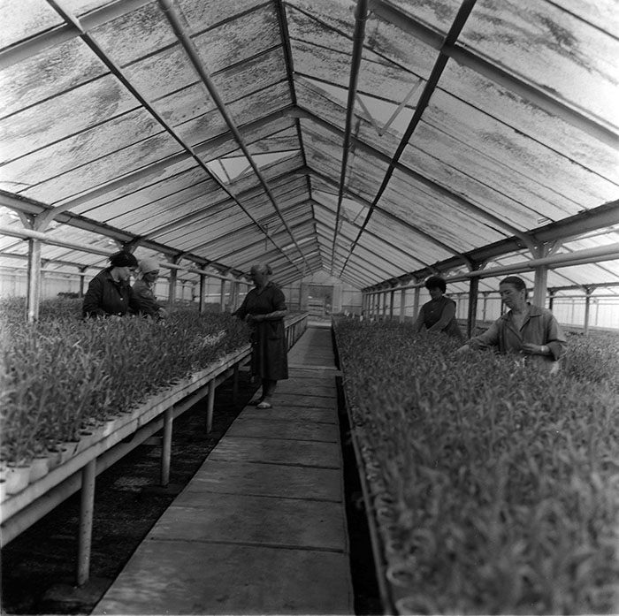 minerva_1987_c2_c10r3_016