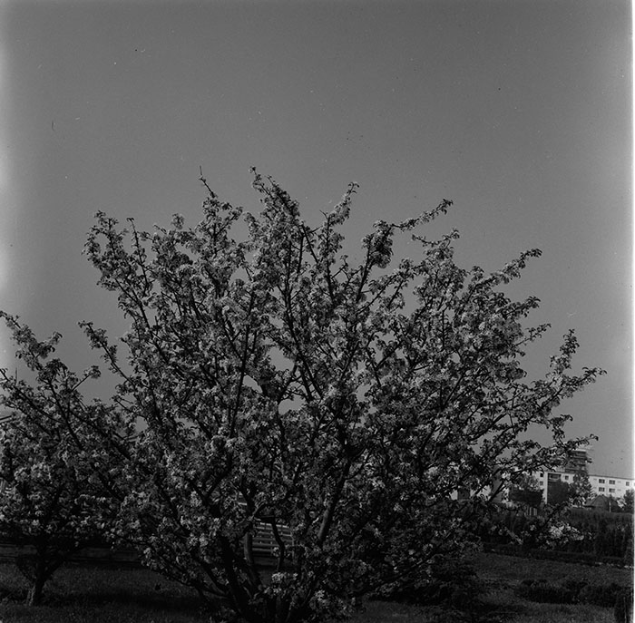 minerva_1987_c2_c10r3_017