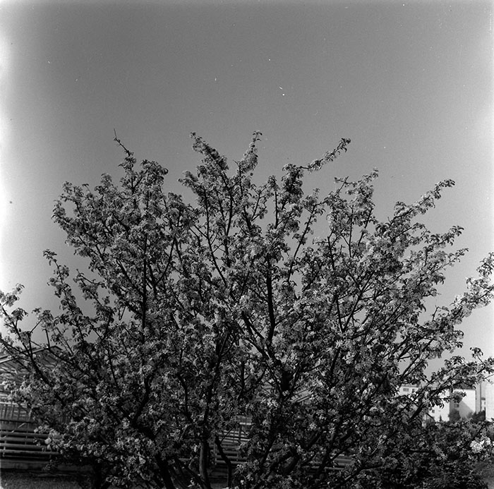 minerva_1987_c2_c10r3_018