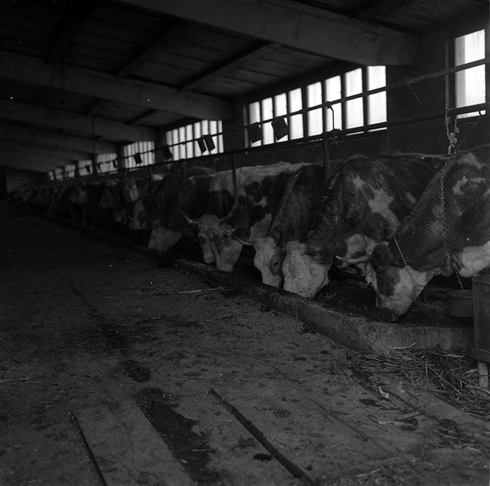 minerva_1987_c2_c4r3_001