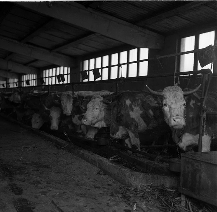 minerva_1987_c2_c4r3_003