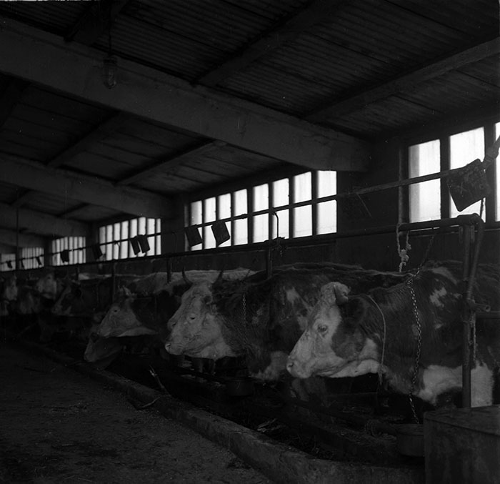 minerva_1987_c2_c4r3_004