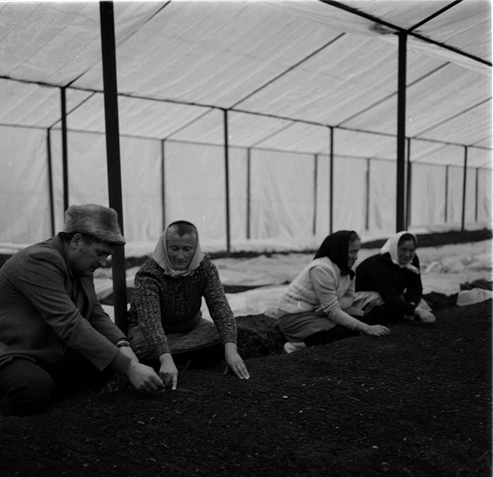 minerva_1987_c2_c4r3_009