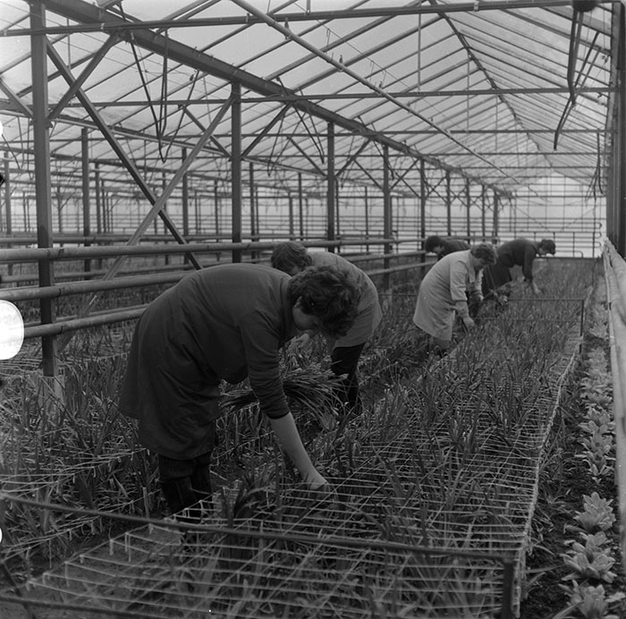 minerva_1987_c2_c5r2_001