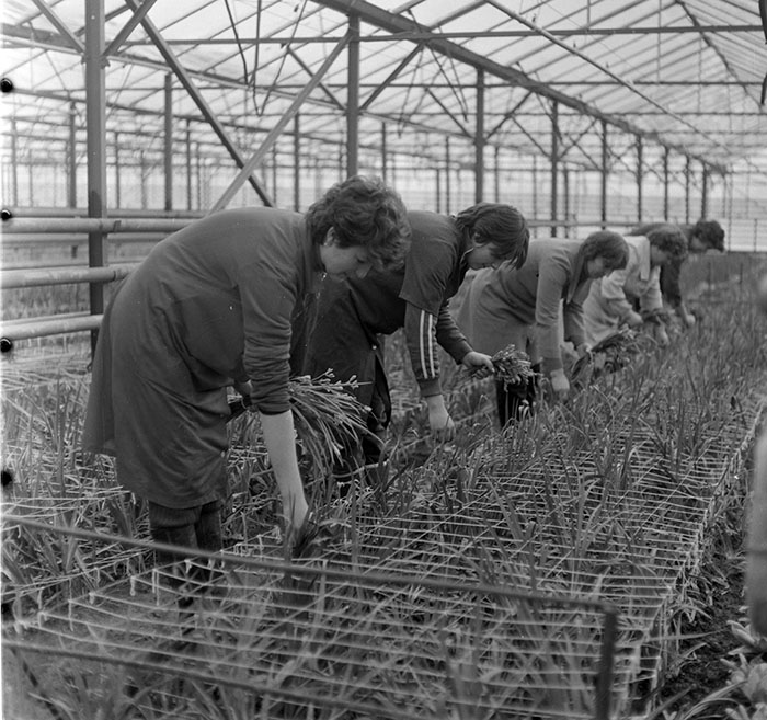 minerva_1987_c2_c5r2_002