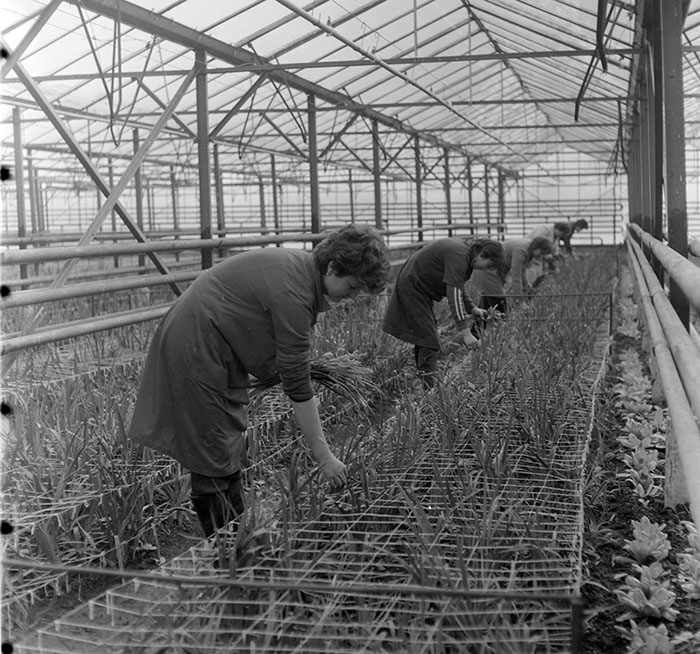 minerva_1987_c2_c5r2_003