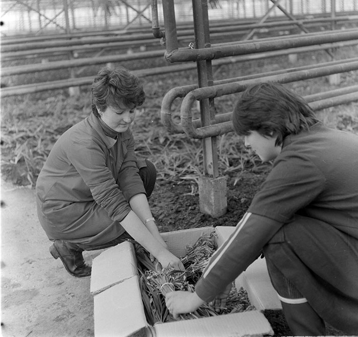 minerva_1987_c2_c5r2_004