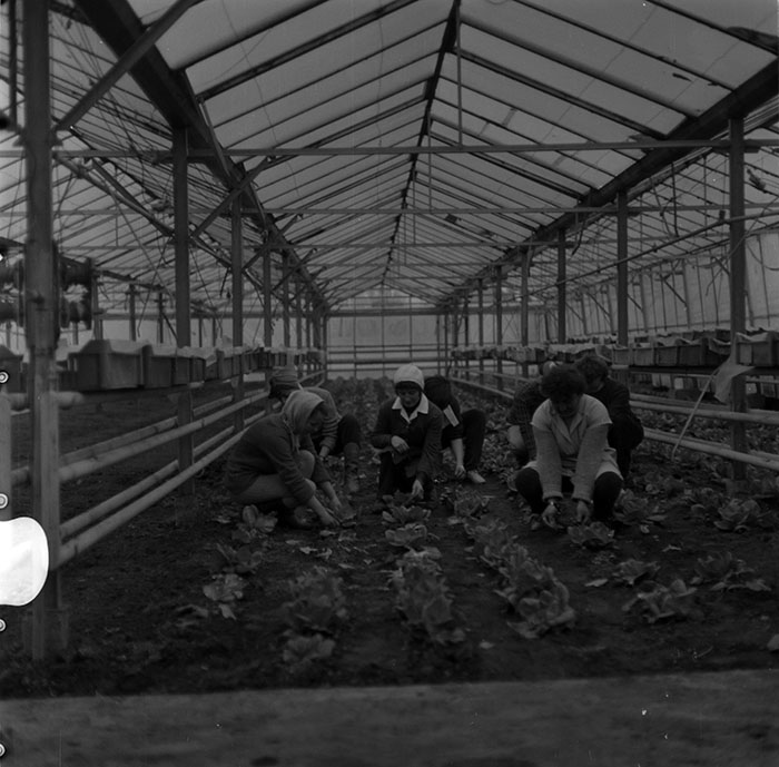 minerva_1987_c2_c6r1_003