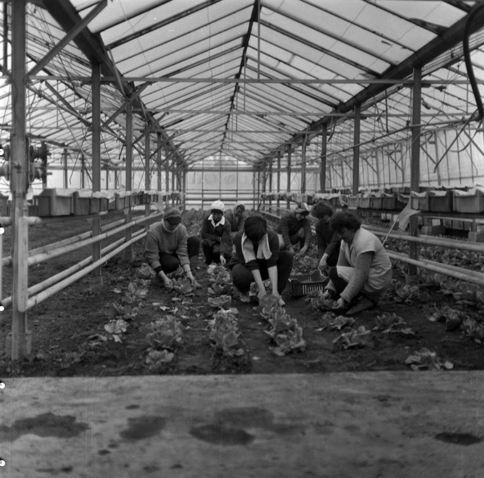 minerva_1987_c2_c6r1_004