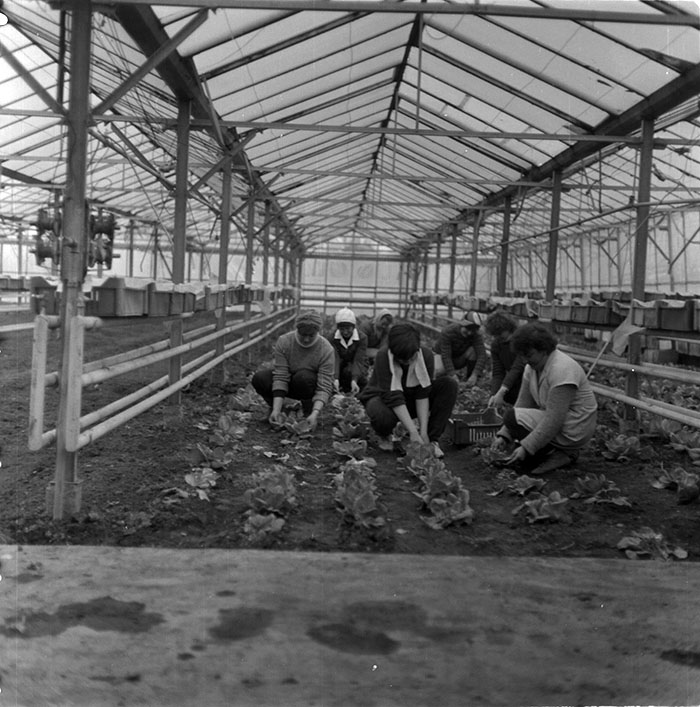 minerva_1987_c2_c6r1_005