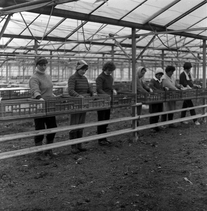 minerva_1987_c2_c6r1_007