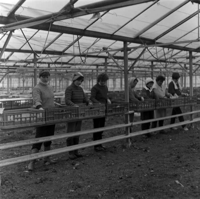 minerva_1987_c2_c6r1_008