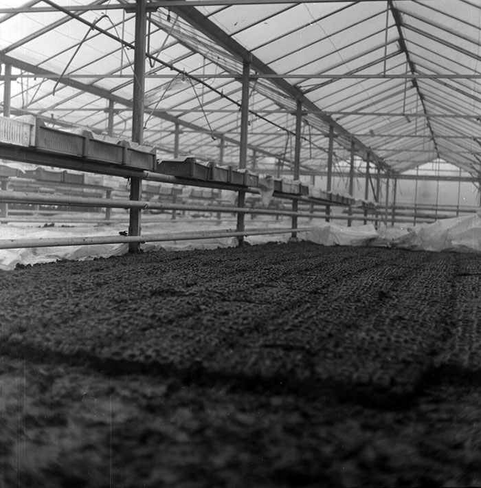 minerva_1987_c2_c6r1_010