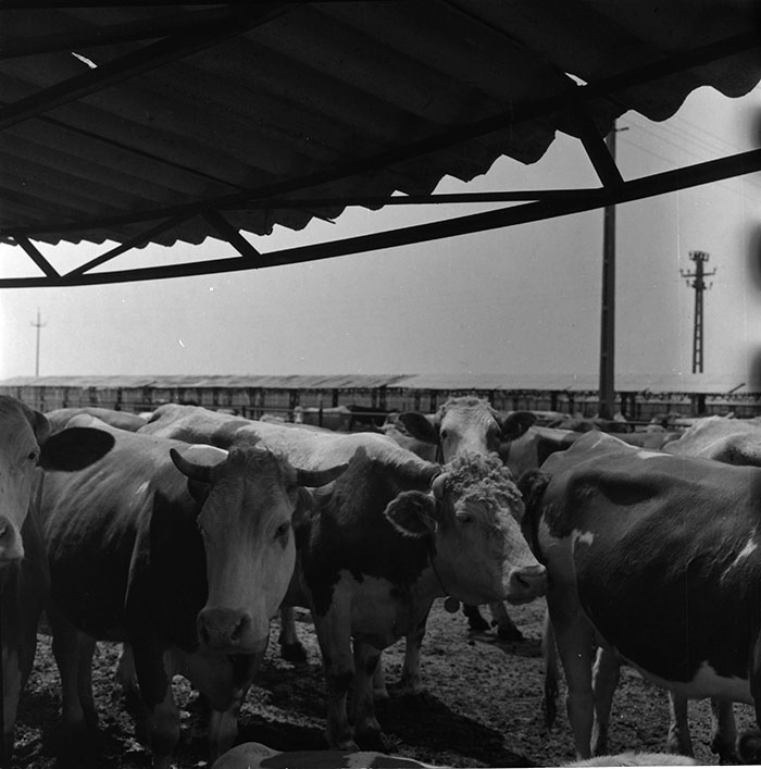 minerva_1987_c2_c6r4_006