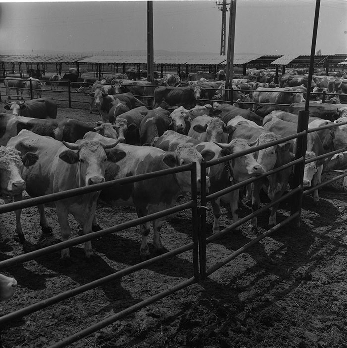 minerva_1987_c2_c6r4_007