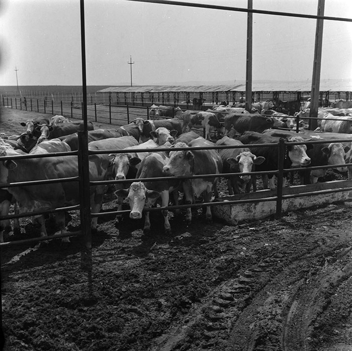 minerva_1987_c2_c6r4_008