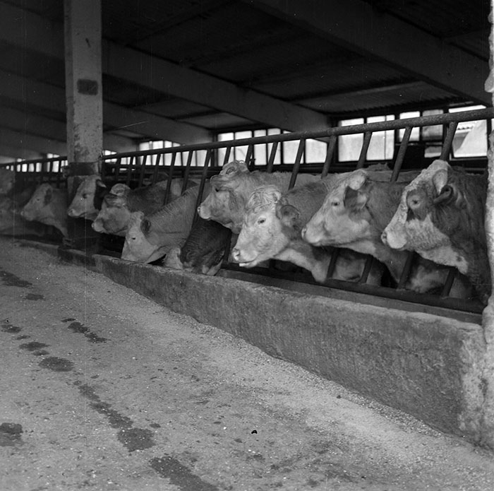 minerva_1987_c2_c9r2_014