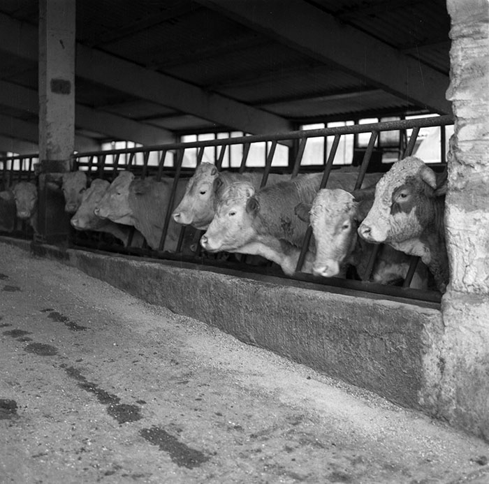 minerva_1987_c2_c9r2_015