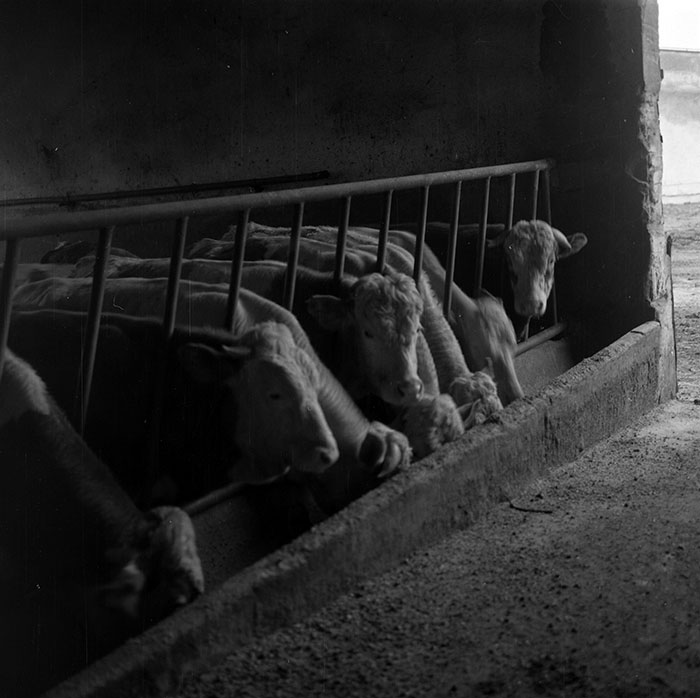 minerva_1987_c2_c9r2_019