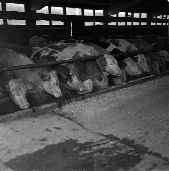 minerva_1987_c2_c9r2_020