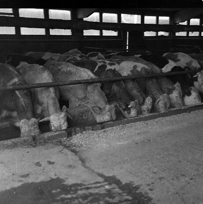 minerva_1987_c2_c9r2_021