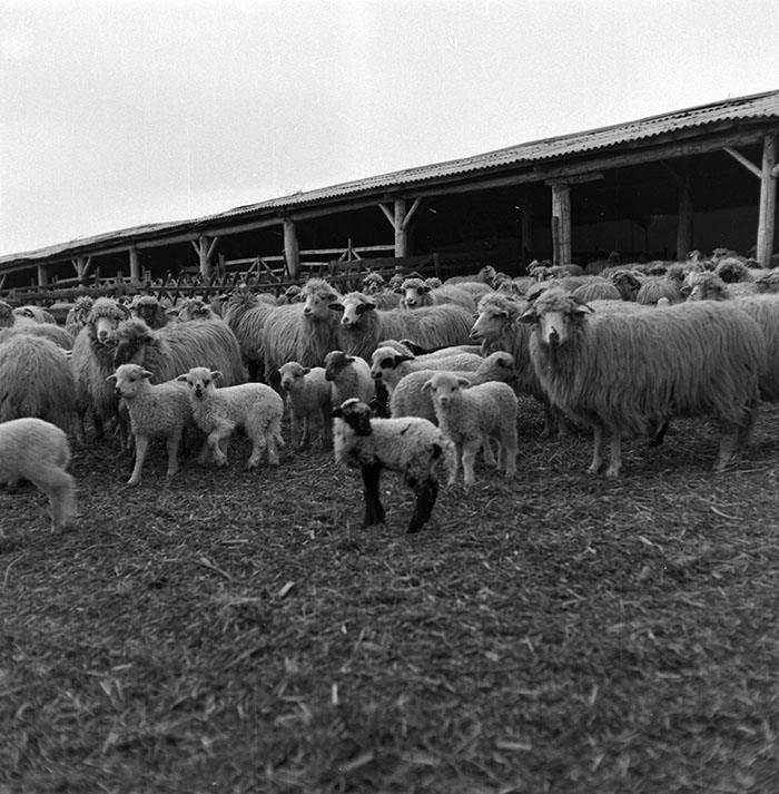 minerva_1987_c2_c9r4_006