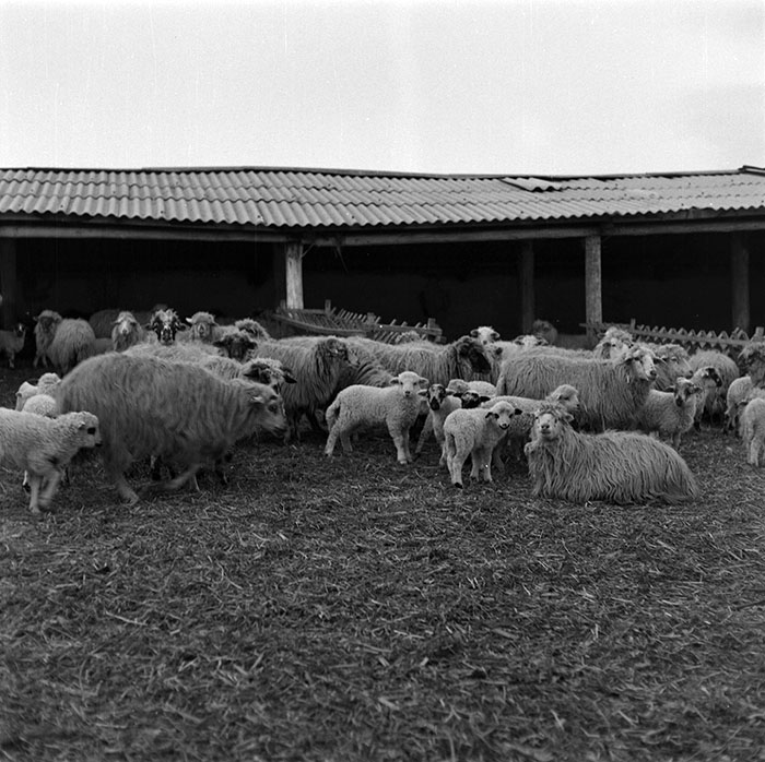 minerva_1987_c2_c9r4_007