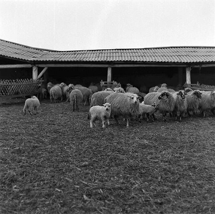 minerva_1987_c2_c9r4_008