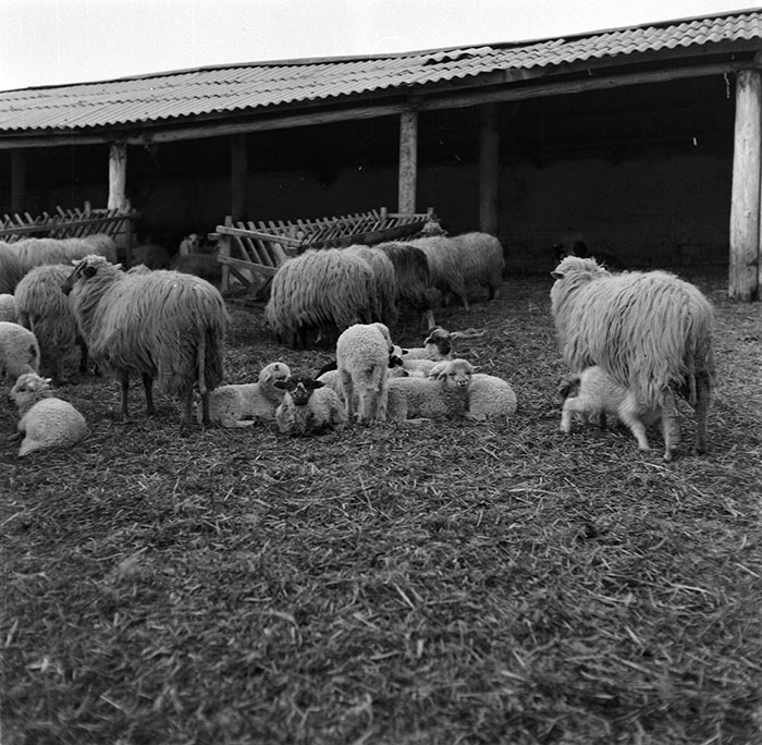 minerva_1987_c2_c9r4_009