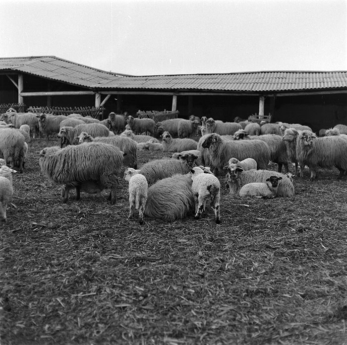 minerva_1987_c2_c9r4_010