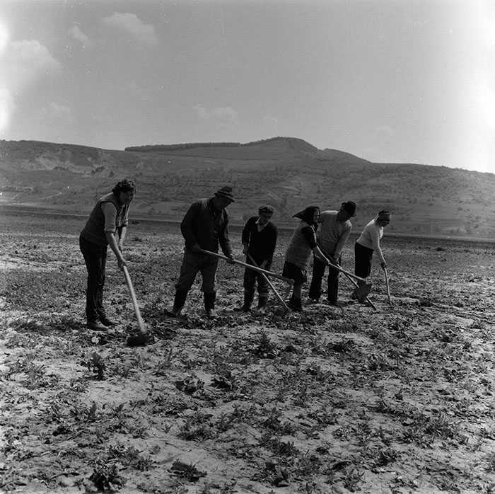 minerva_1987_c2_c9r4_014