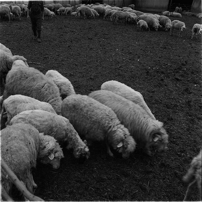 minerva_1987_c4_c2r3_004