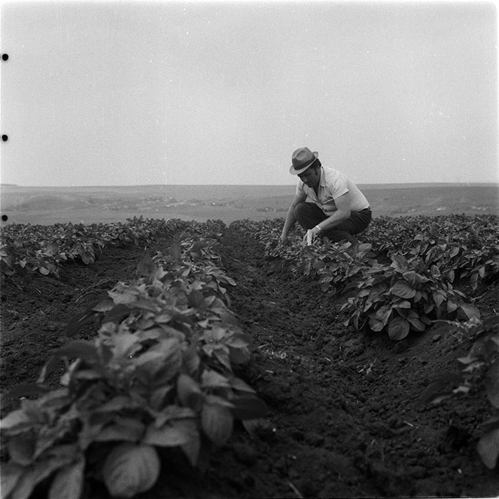 minerva_1987_c4_c2r3_006