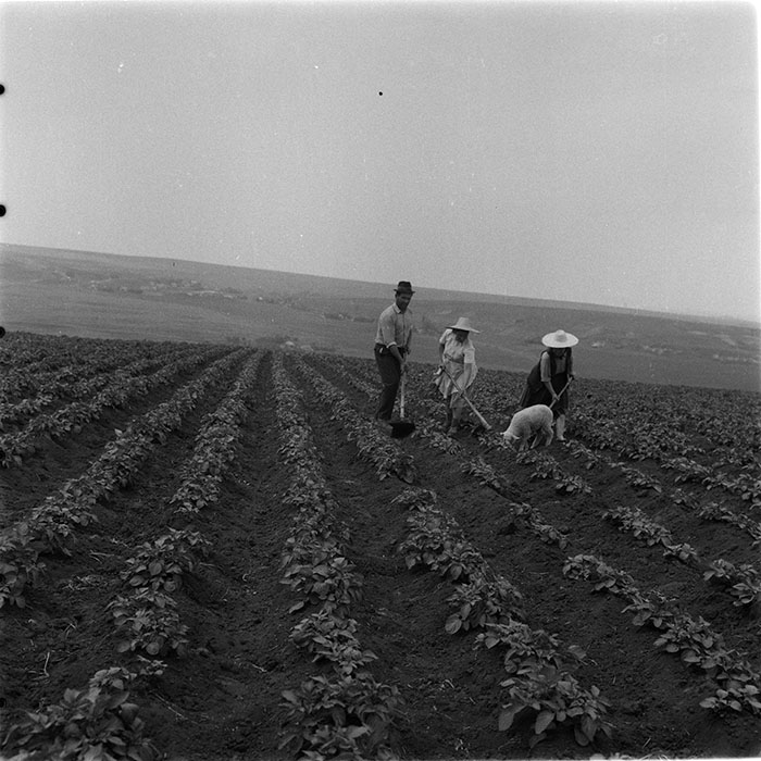 minerva_1987_c4_c2r3_008