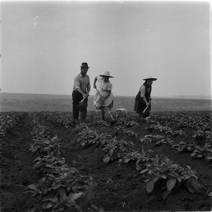 minerva_1987_c4_c2r3_009