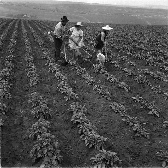 minerva_1987_c4_c2r3_011