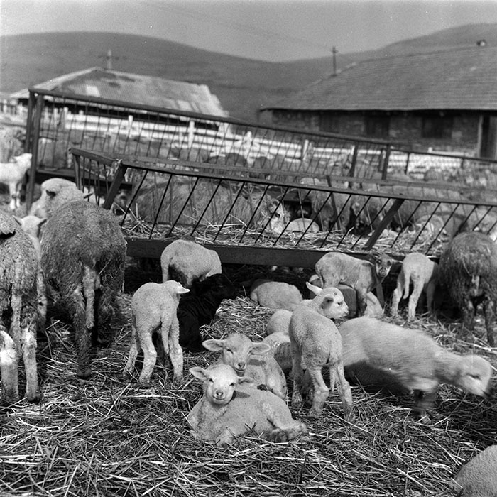 minerva_1988_agrar_c1r1_003